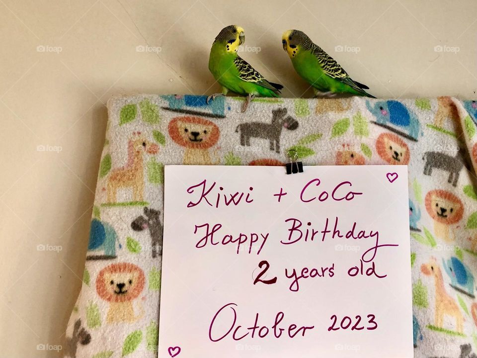 Happy together Kiwiand Coco parquets 🌿 🦜🦜 