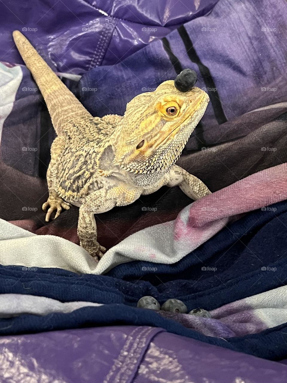 Bearded dragon with a blueberry