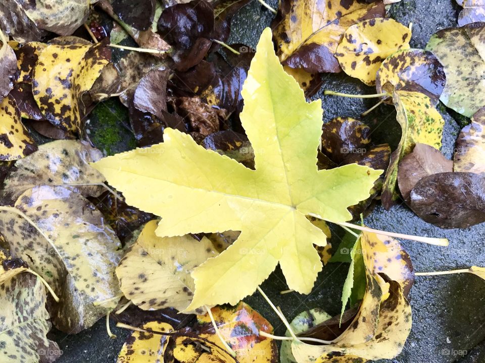 A wet yellow leaf