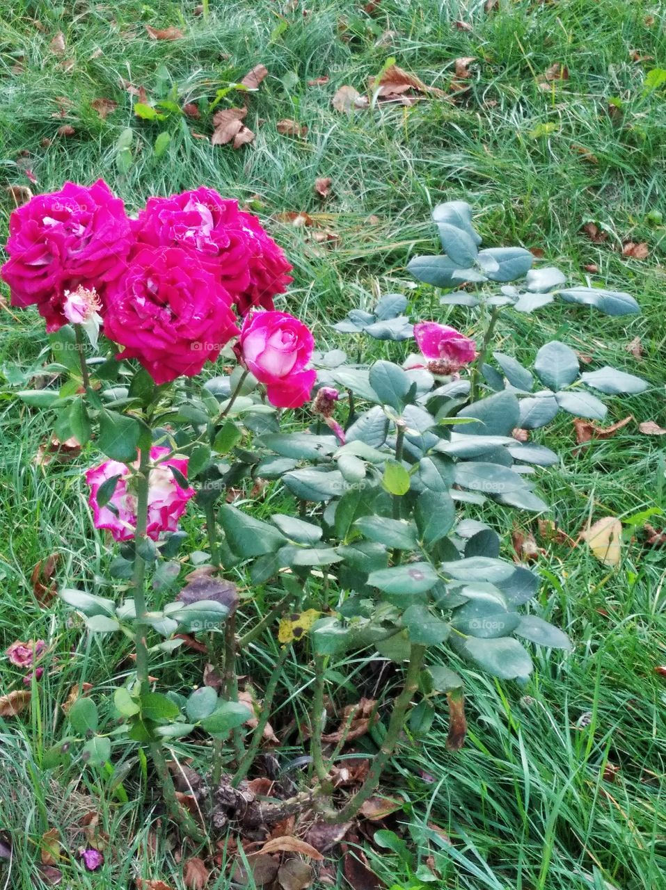 September roses