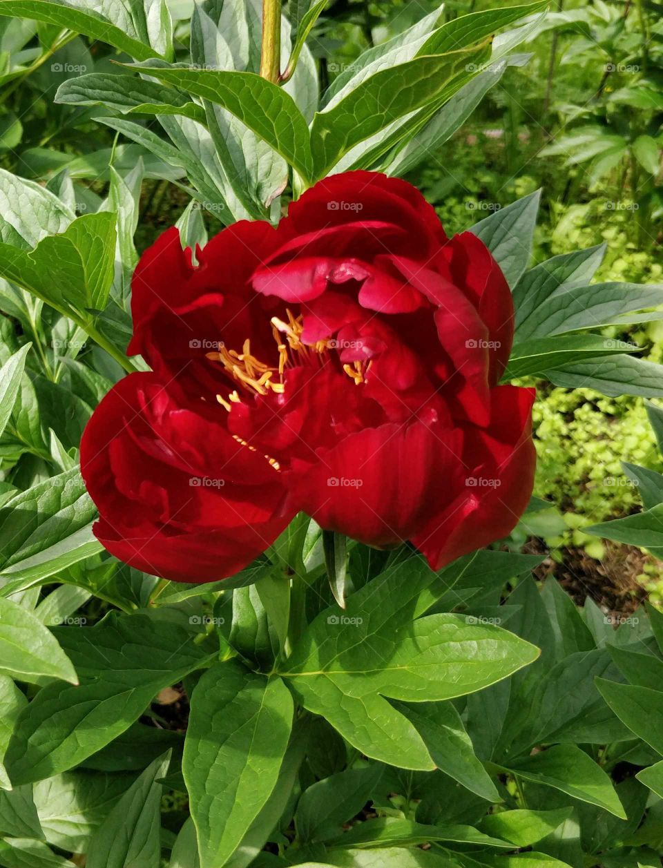 Peony flower