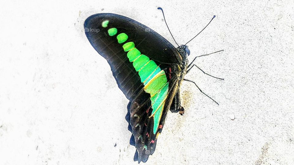 Butterflies with alluring colors