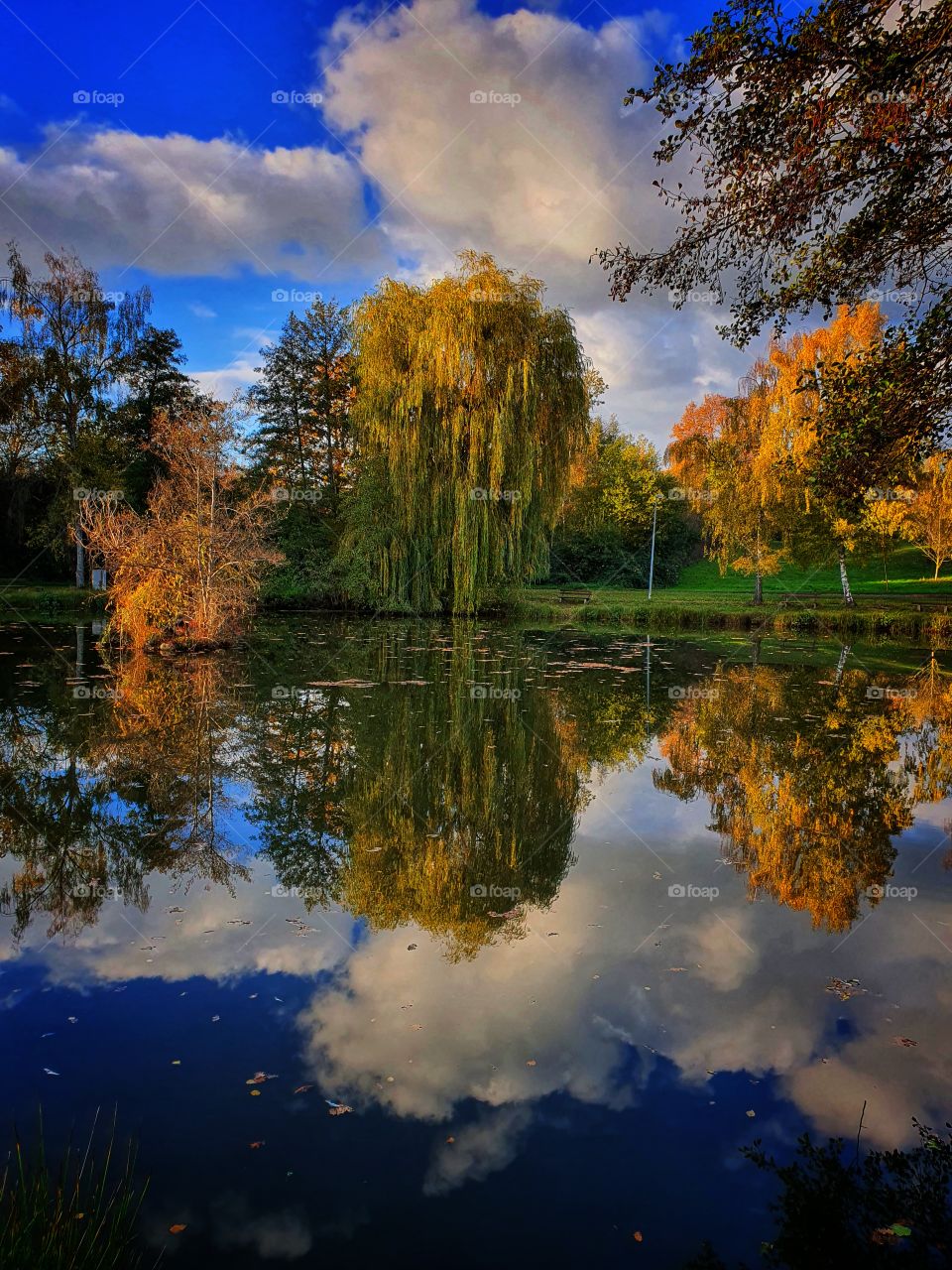 trees between lake and blue sunny sky