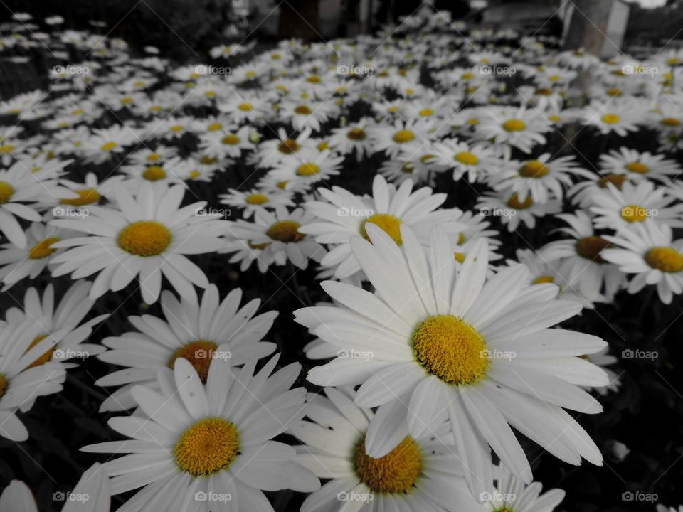 Daisies for Days. Some fields of flowers just seem endless
