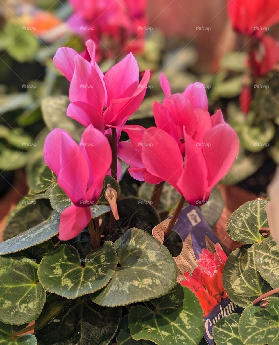 Pink Cyclamen Plant