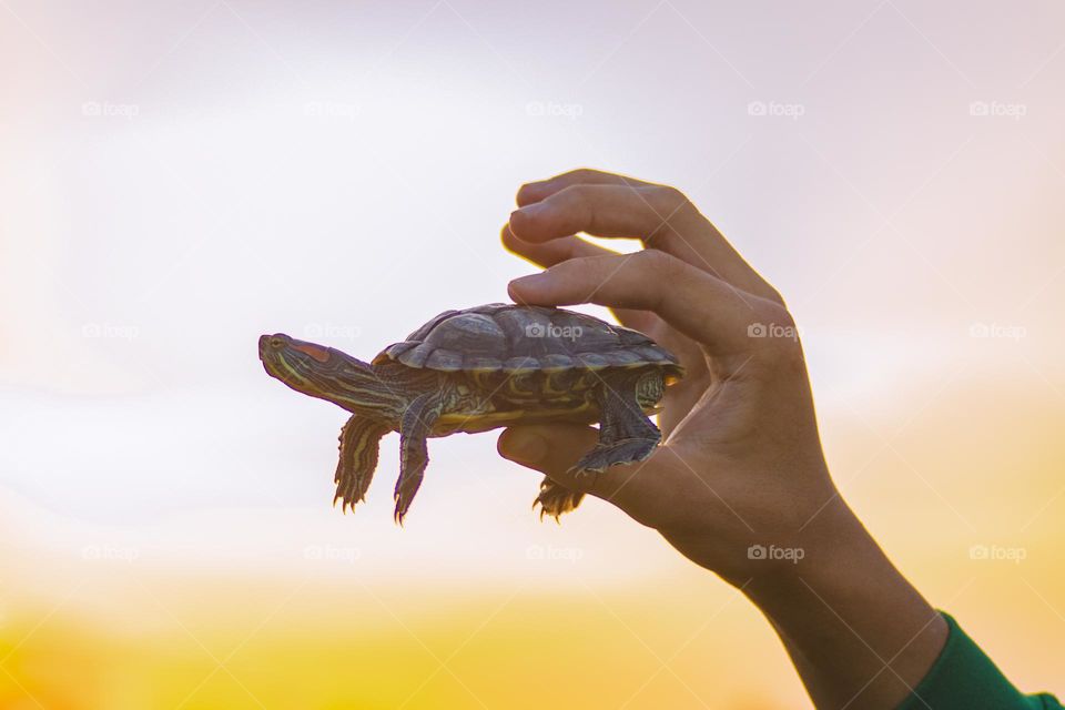 man holding turtle