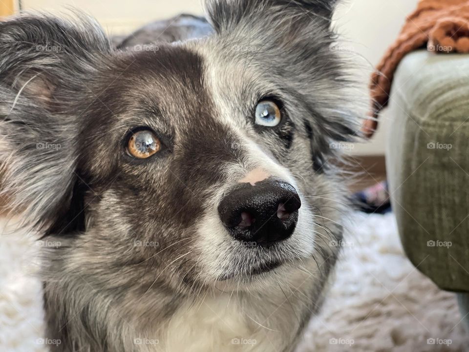 Two different colour eyes close up picture of border collie