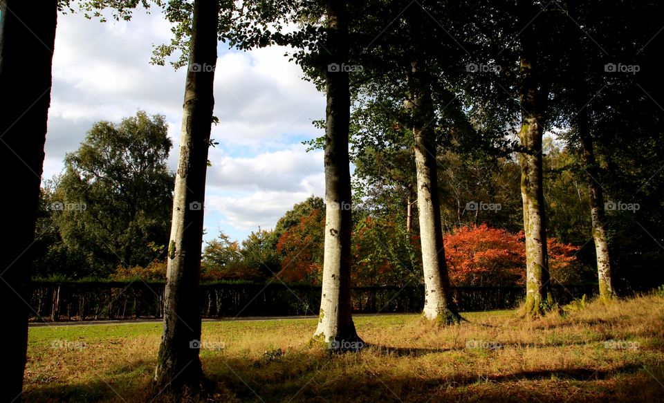 Tree line