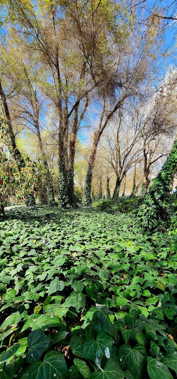 Spring and rebirth of nature