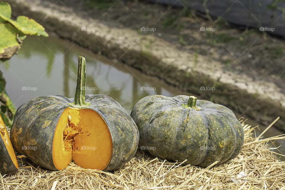 Pumpkin is cut into pieces on the straw.