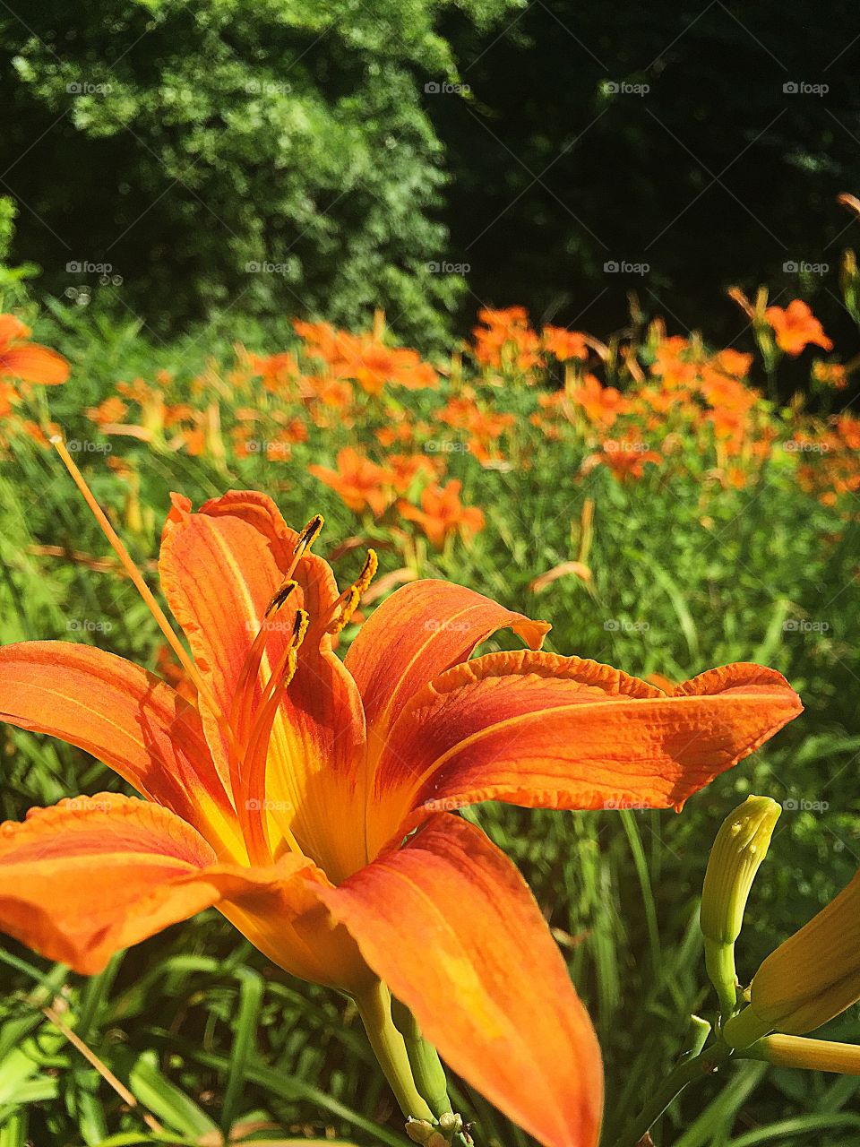 Wild patch of Tiger Lily 