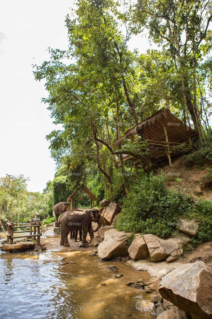 elephant oasis