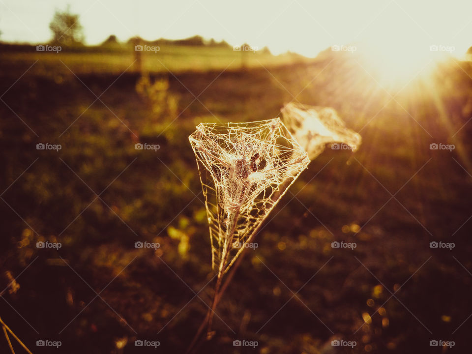 Sunset on a beautiful spiderweb wrapped weed