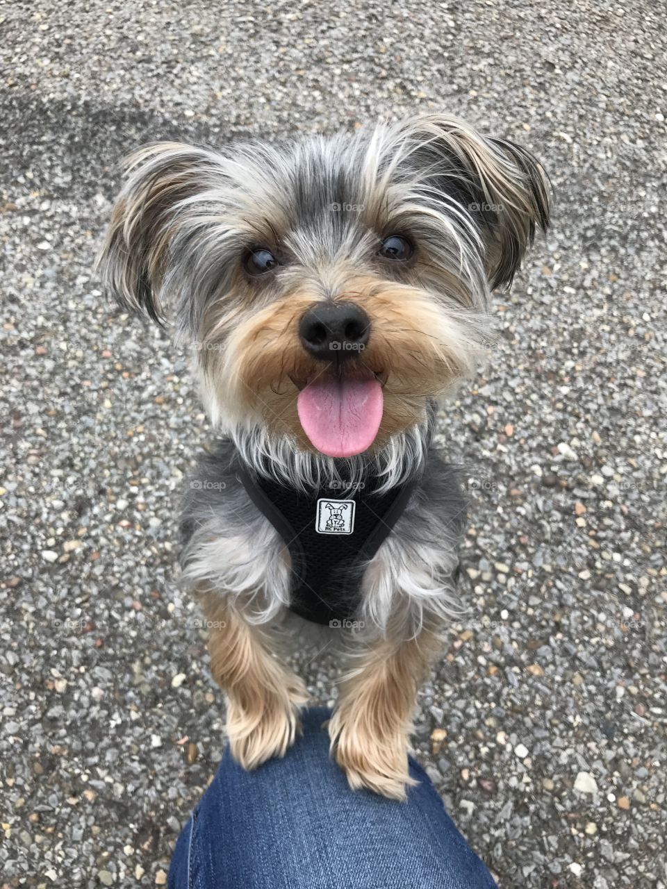 Cute yorkie dog smiling with tongue out. 