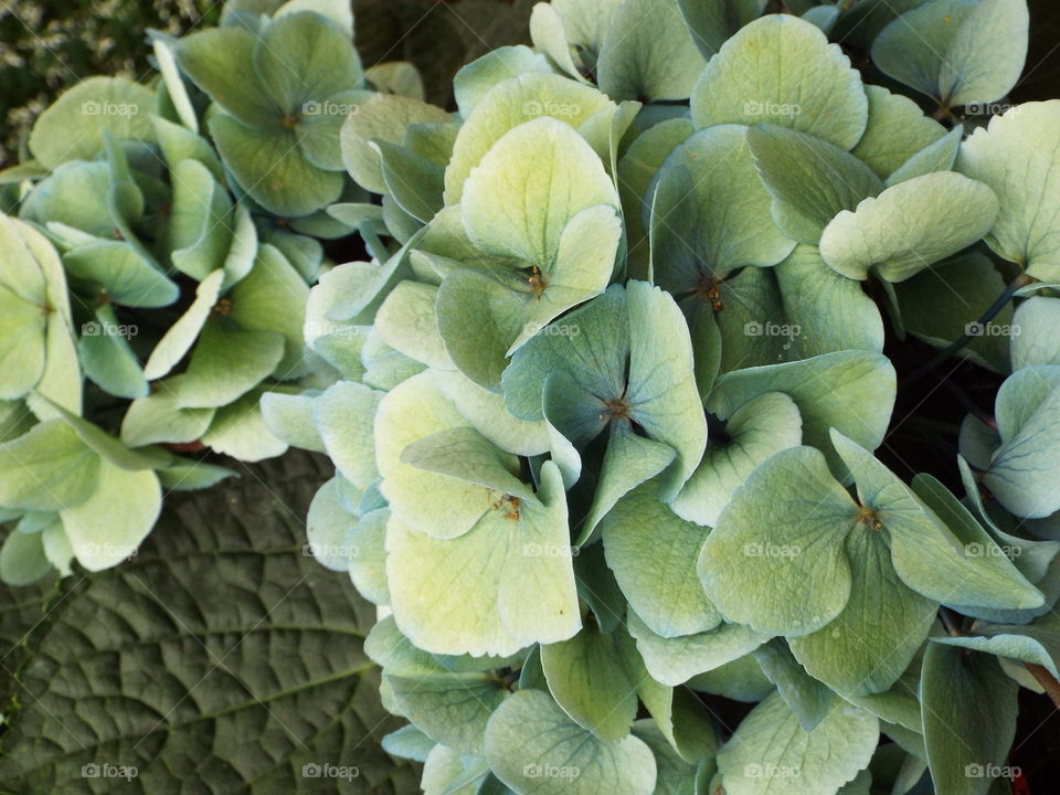 hydrangea simplicity