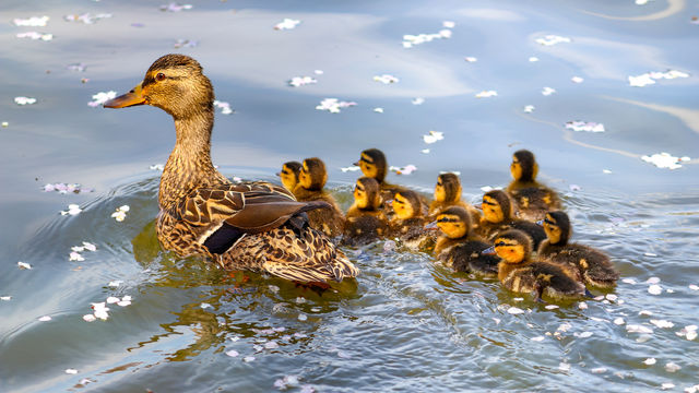 A Mother Duck and her Ducklings