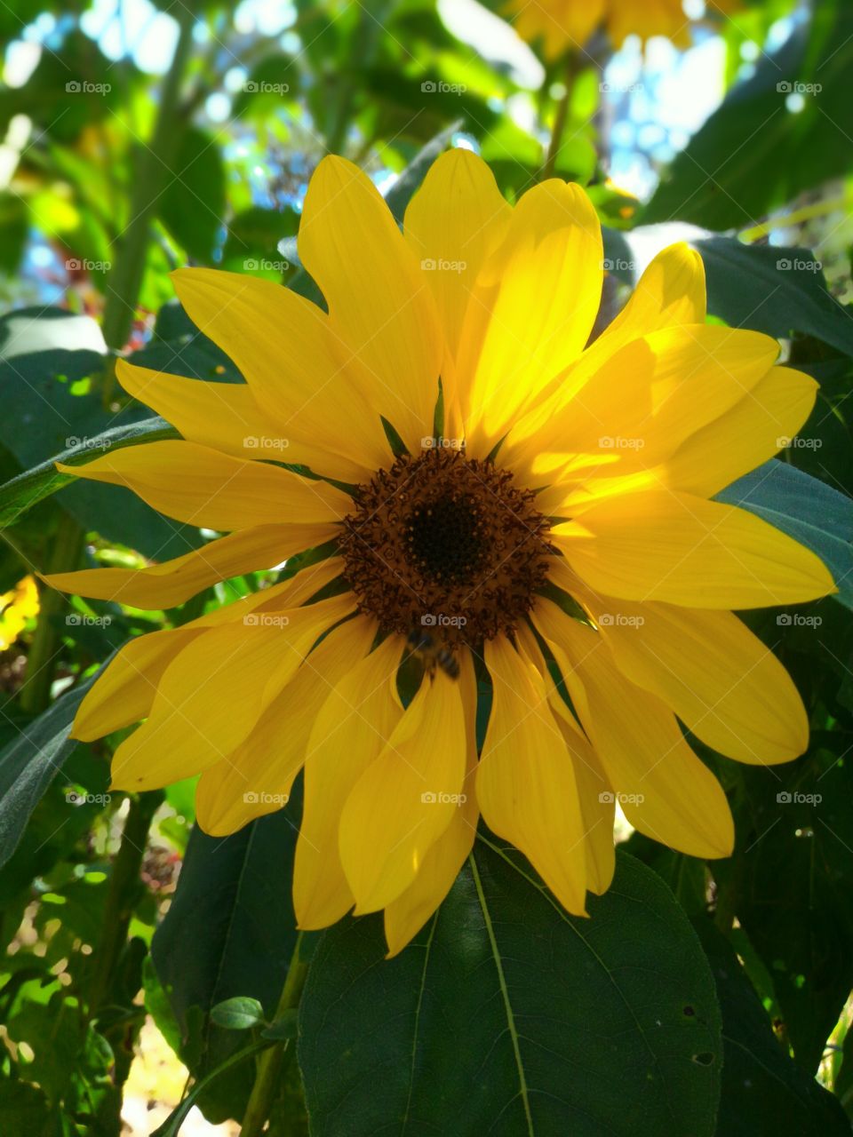 smile to me dearest sunflower 🌻