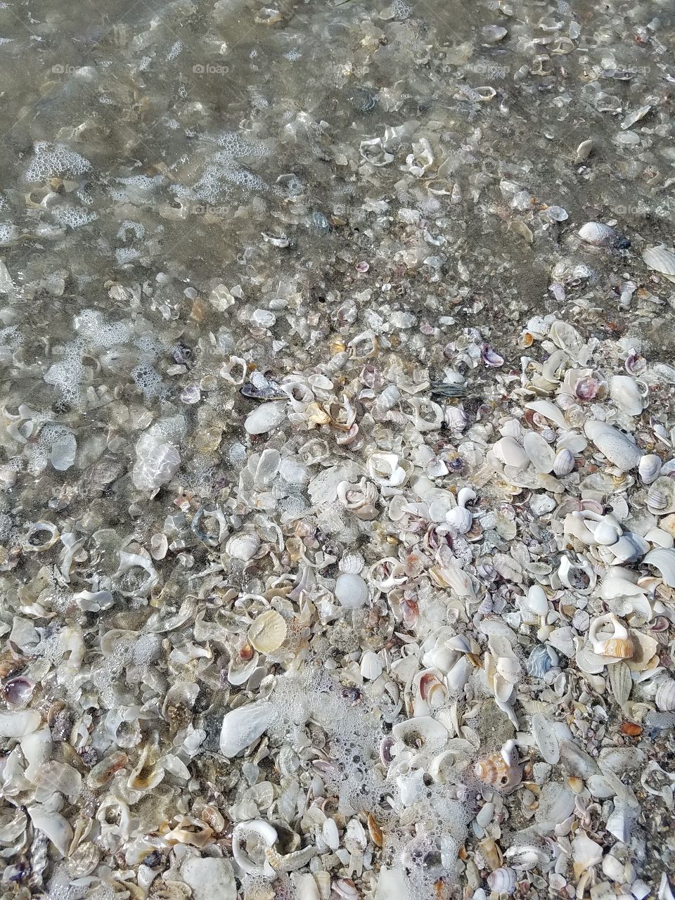 Seashells