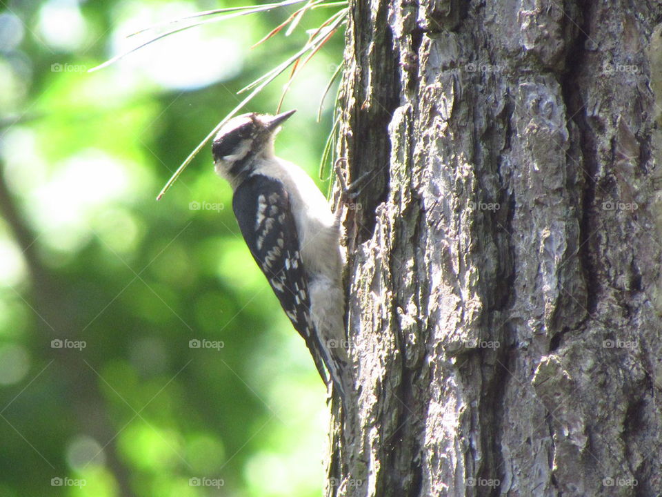 woodpecker 