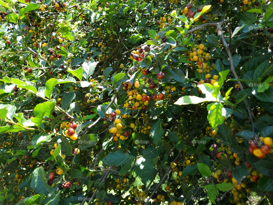 Clusters of beautiful edible wild anacua berries in all stages of ripeness. Ehretia anacua