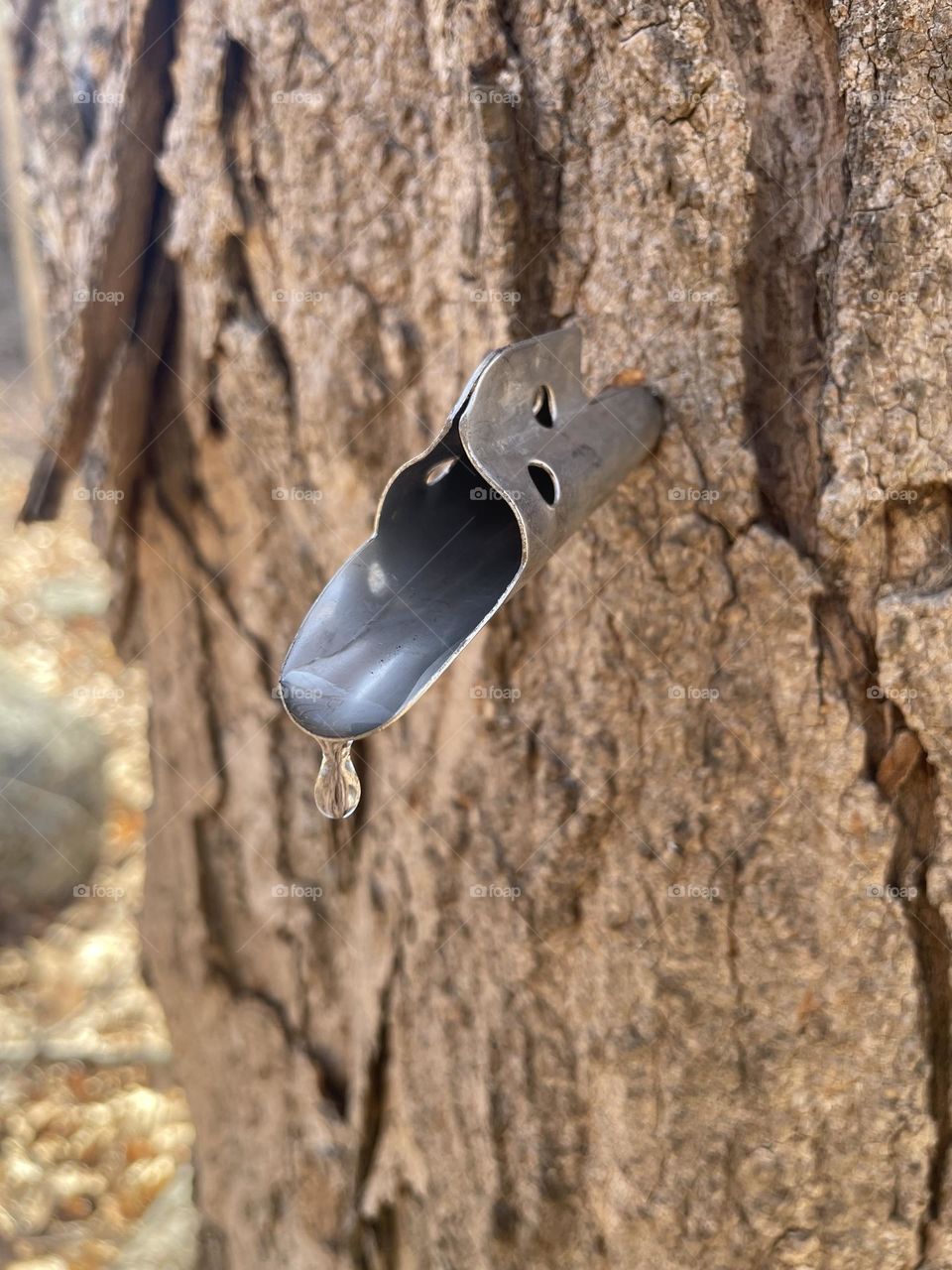 The last drop of sap