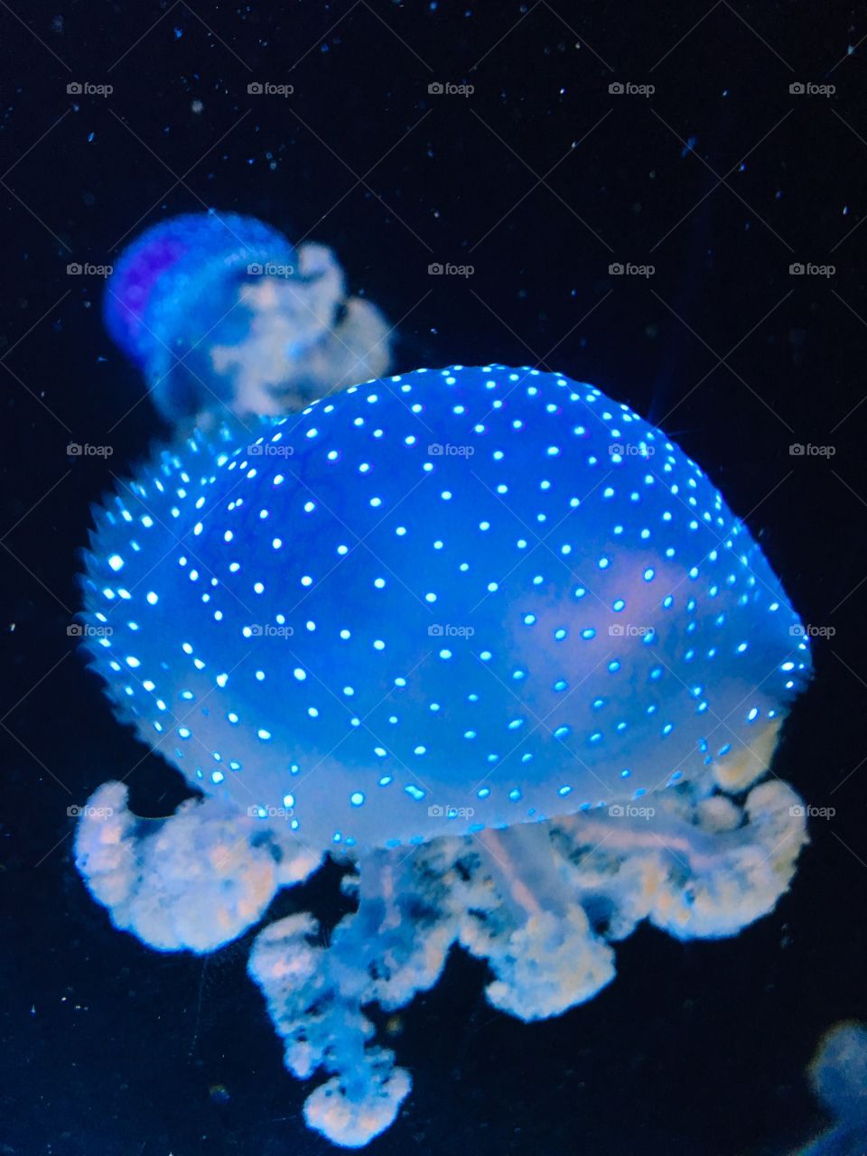 Jelly fish 