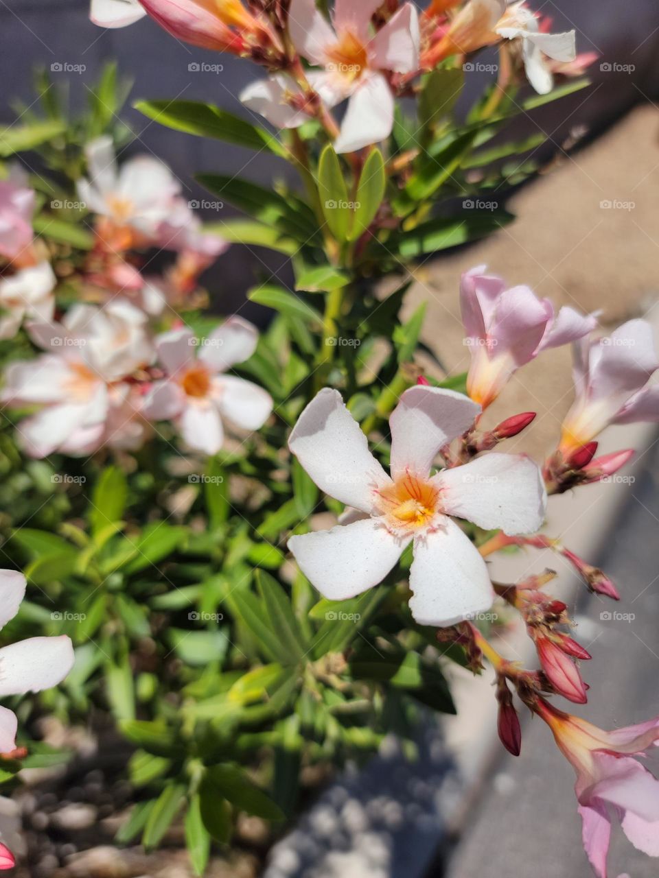 Stop and smell the flowers, finding flowers on a walk just brightens the day.