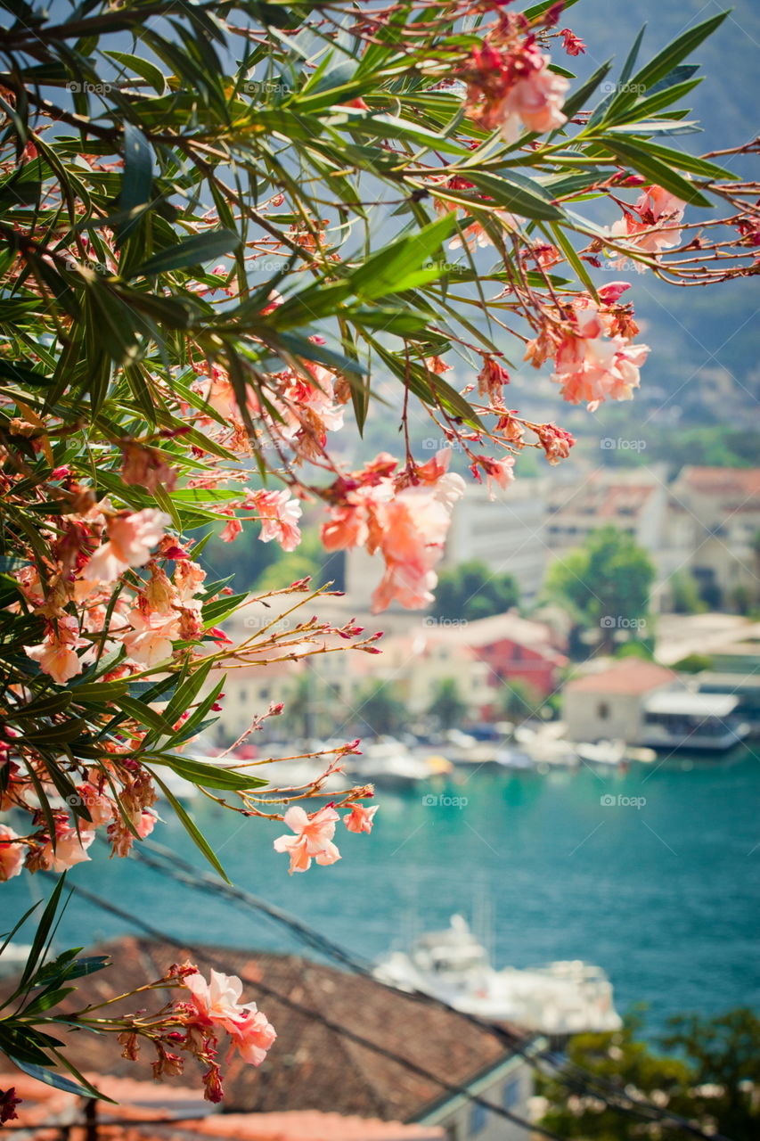 Kotor in Montenegro, view from flowers from castle 