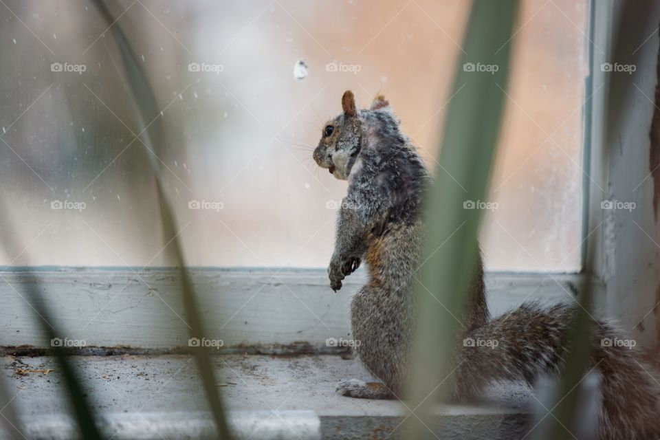 Squirrel watching in Toronto, Ontario