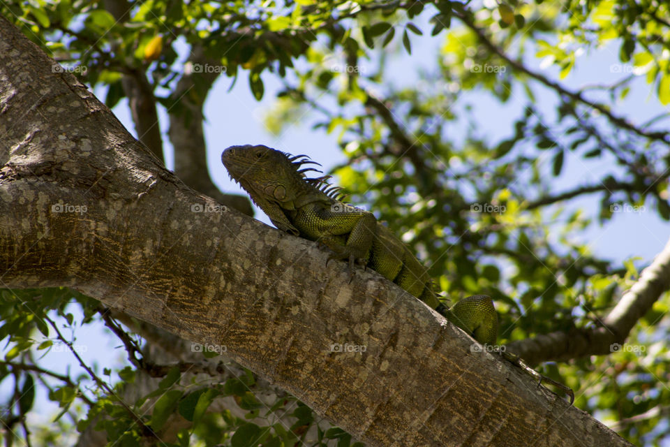 Iguana