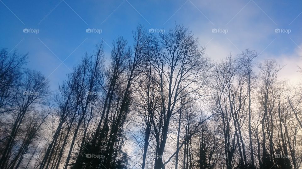 Silhouette of trees against blue sky