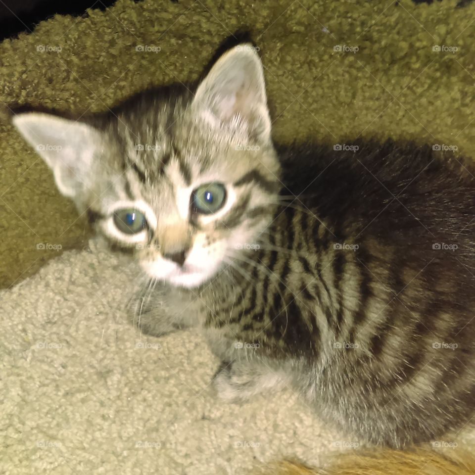 my precious new kitty