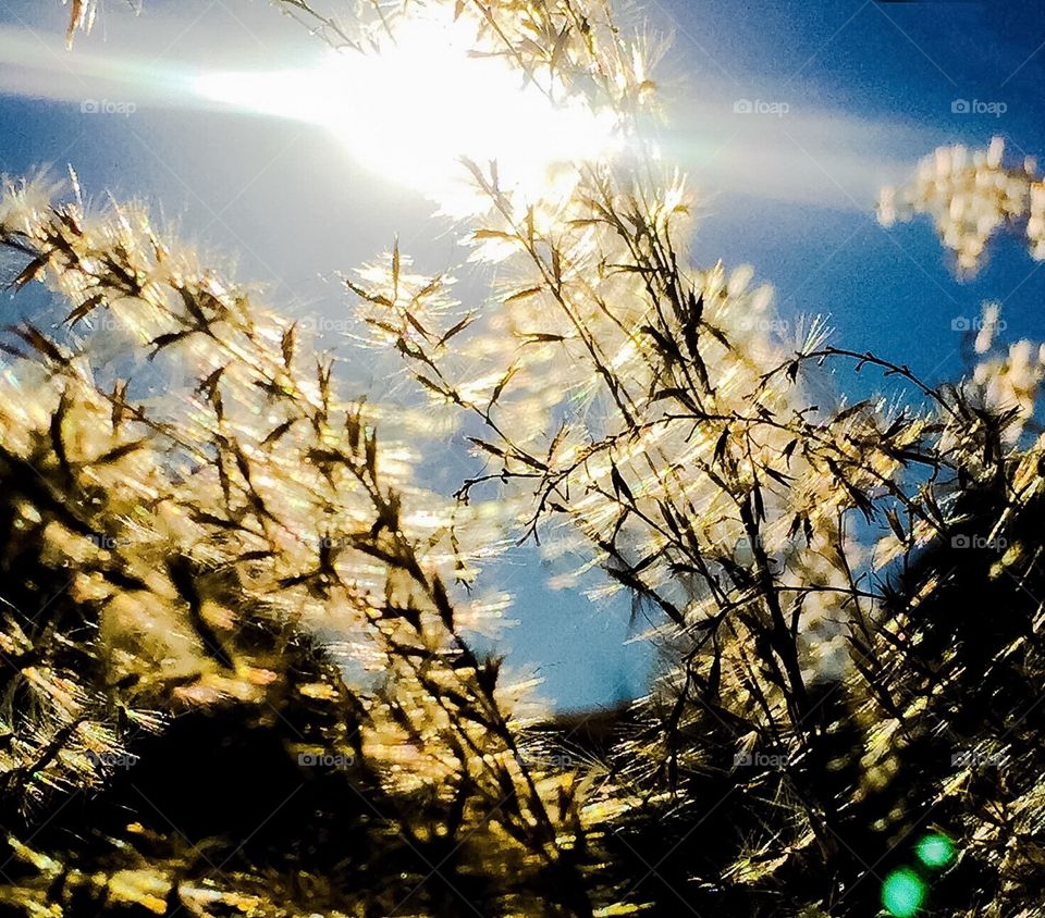 Long Grass Seeds Backlit By The Sun 