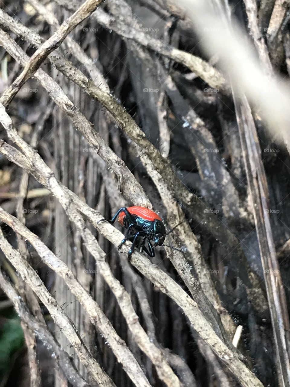It’s a ladybug 