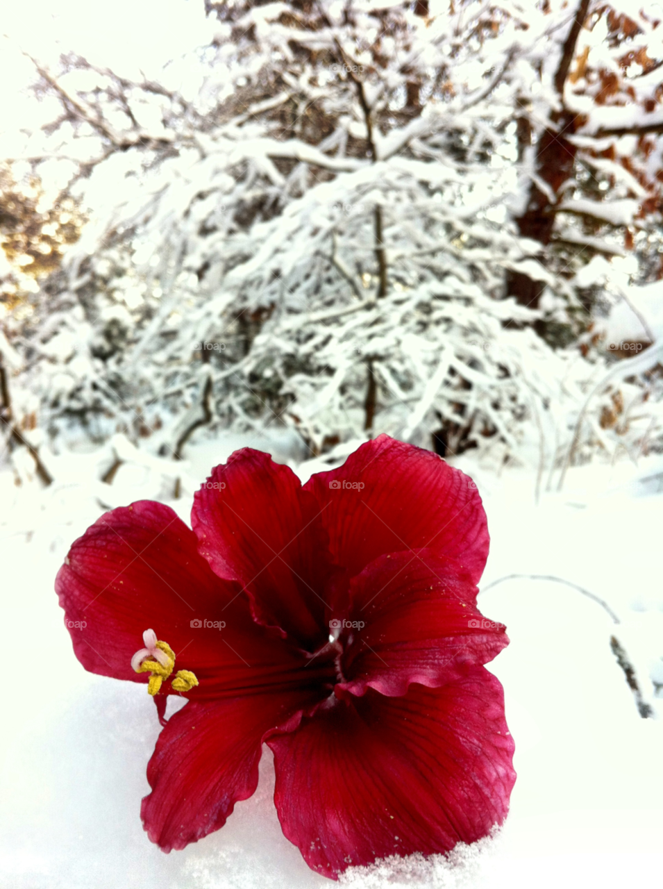 northern michigan snow flower red by serenitykennedy