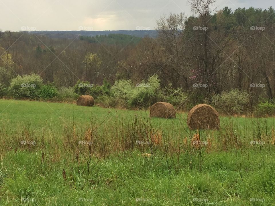 Bales in a field. 