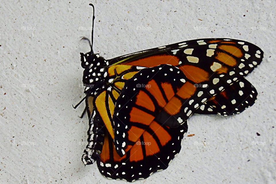 Brand new Monarch butterfly just out of her cocoon still wet and vulnerable waiting for her wings to dry .