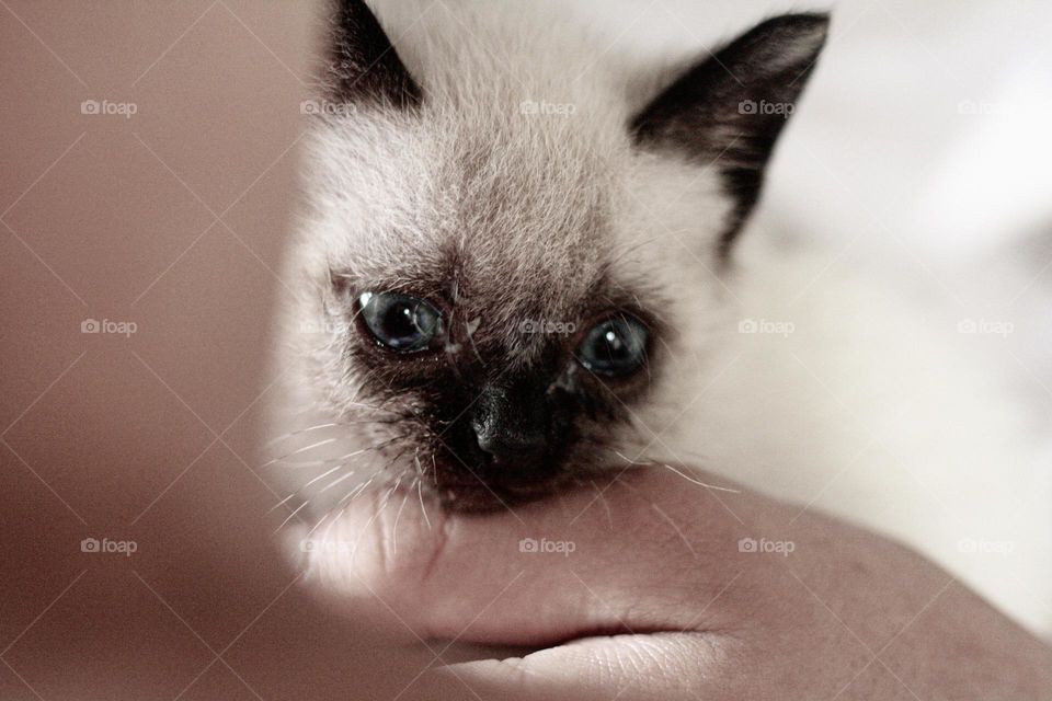 kitten snuggled in her owner's lap