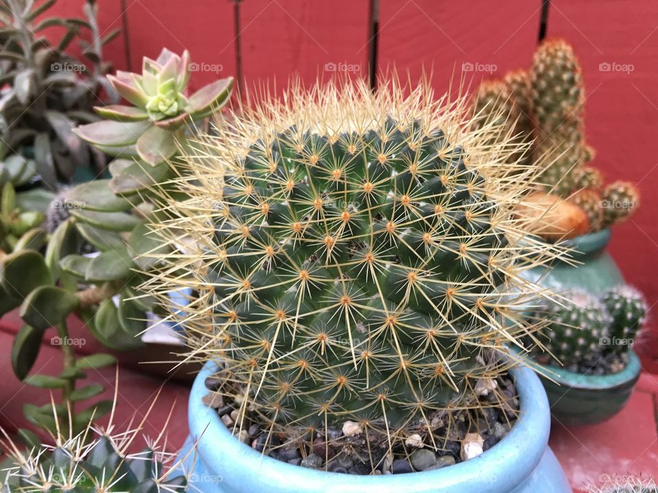 Cactus, Succulent, Spine, Sharp, Flora
