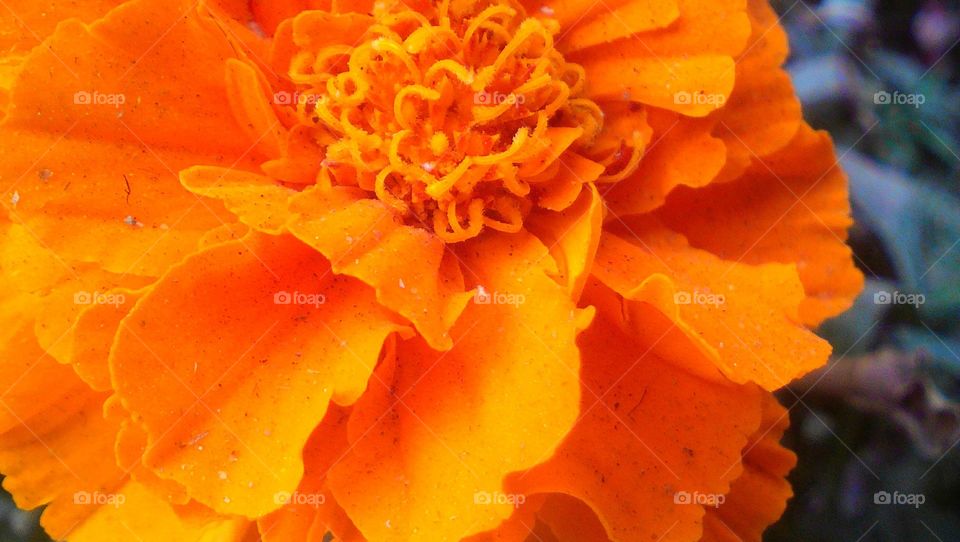 Orange Marigold flower