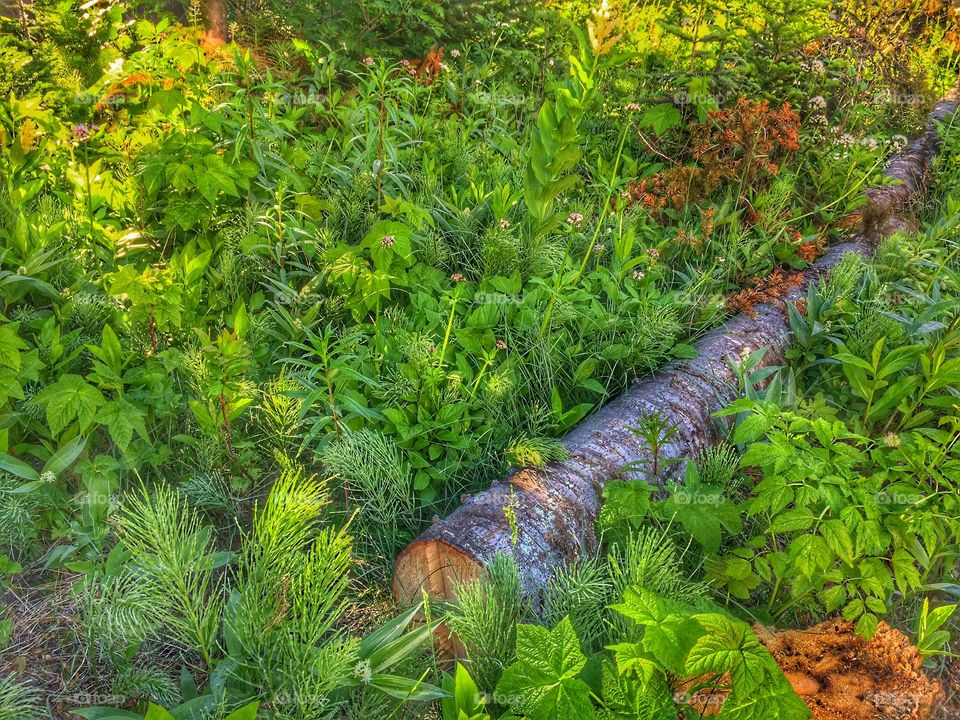 Sunpeaks vegetation! 