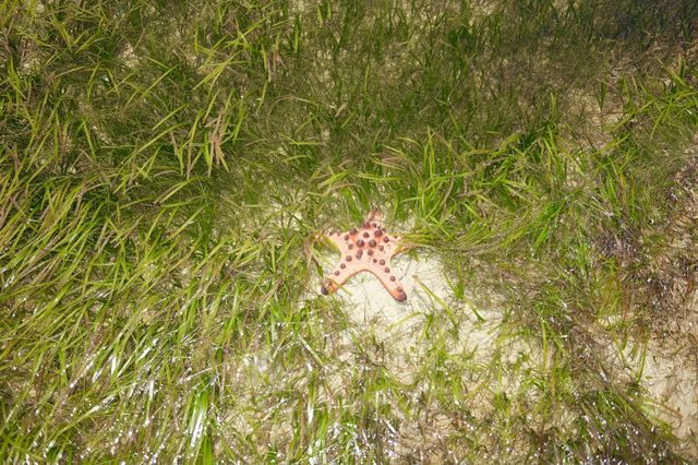Starfish 
