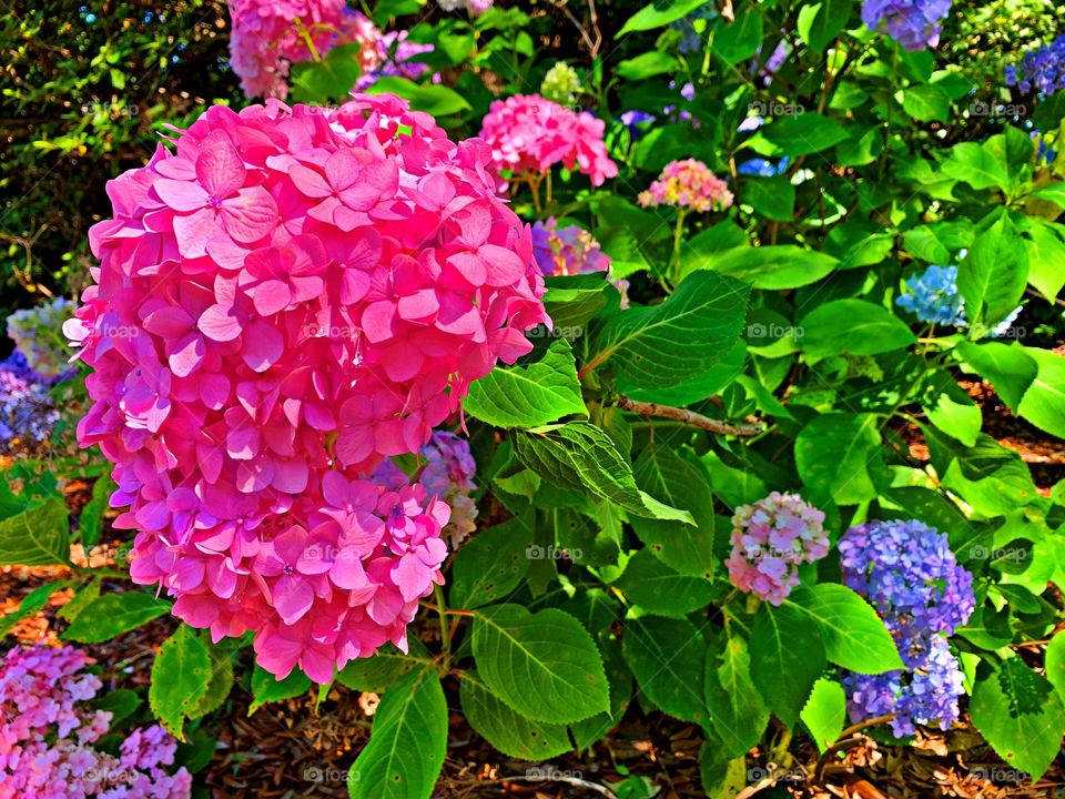 This is spring - Hydrangea flowers are a naturally occurring pH indicator, turning pink in basic soil and blue in acidic soil.