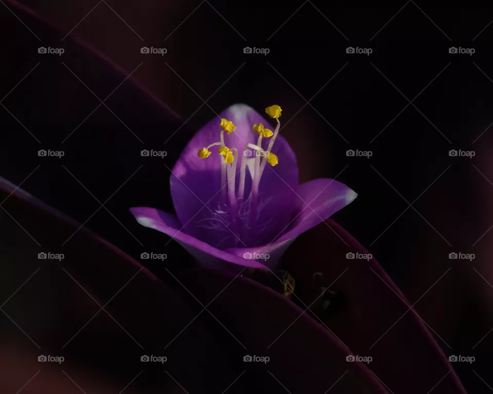 Tradescantia pallida  or Purpurina