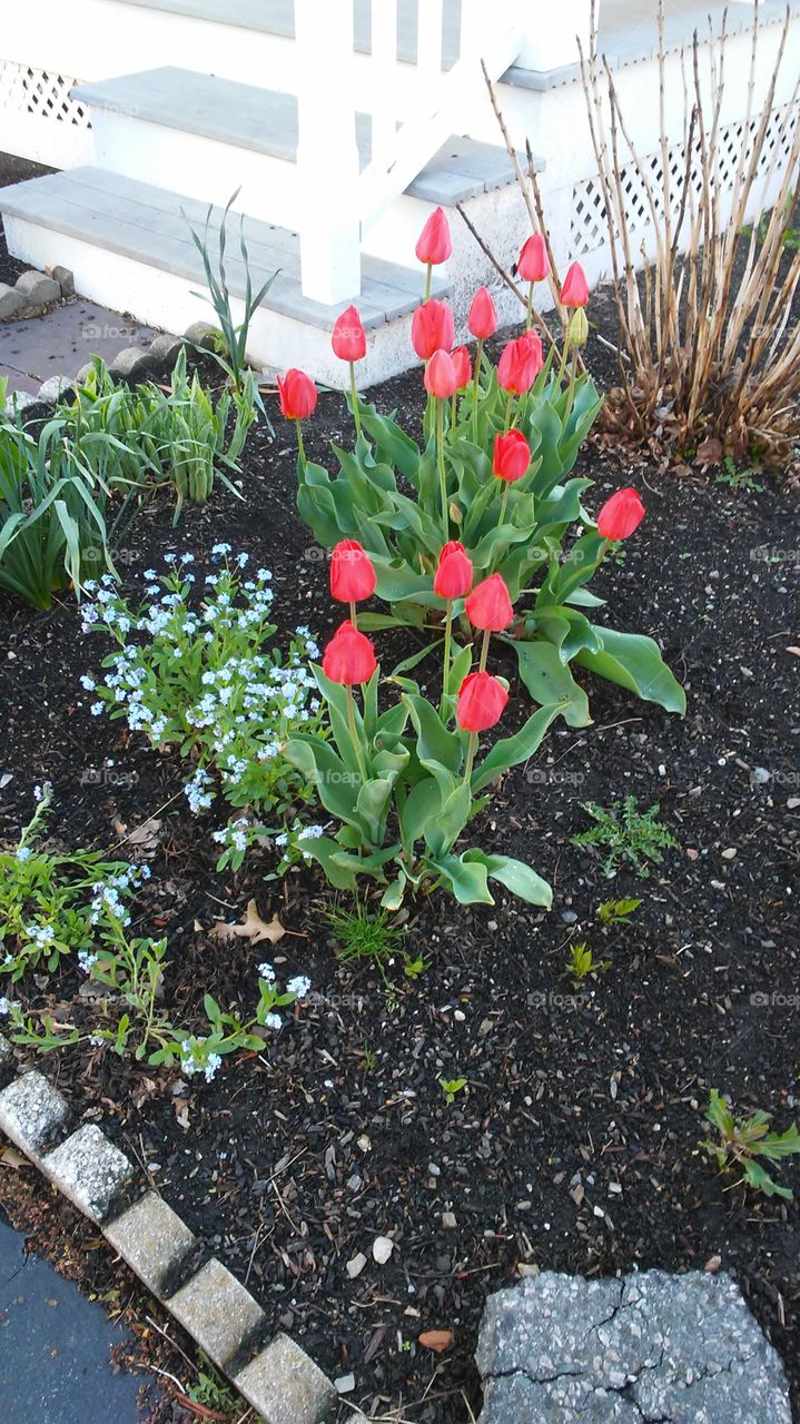 spring. flowers. beauty