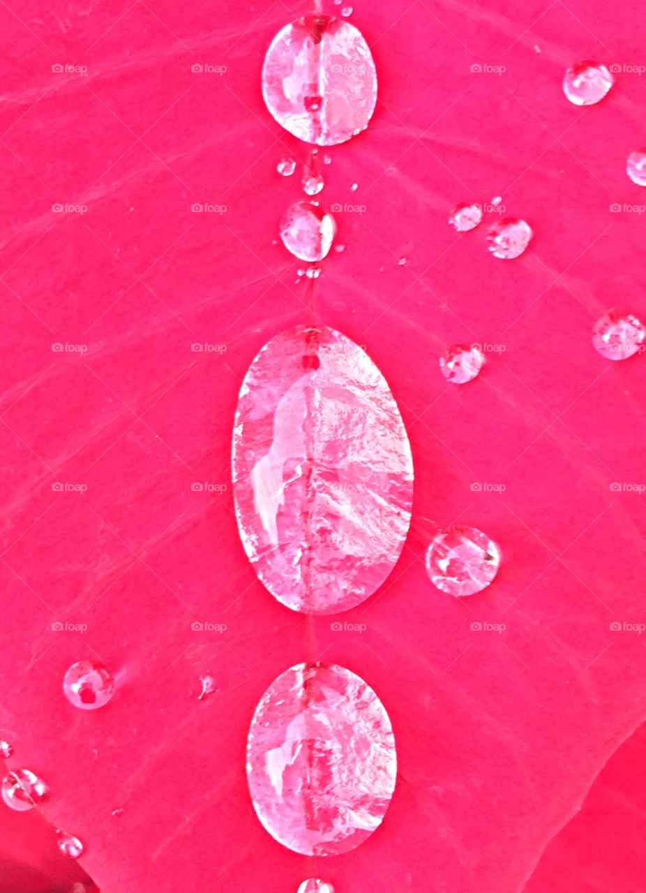 Raindrops on a poinsettia.  