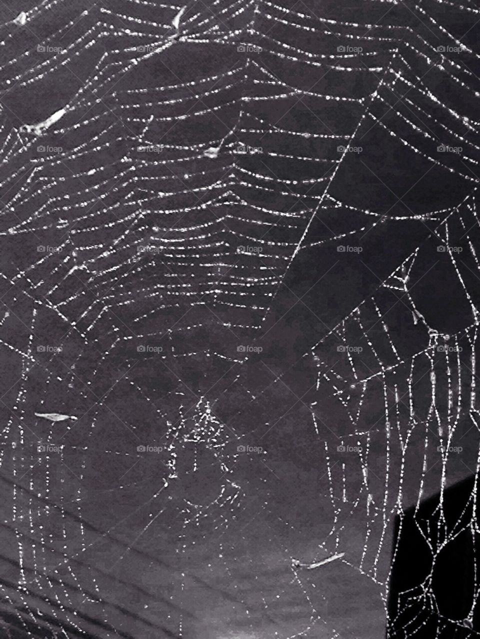 SPIDER WEB Monochromatic