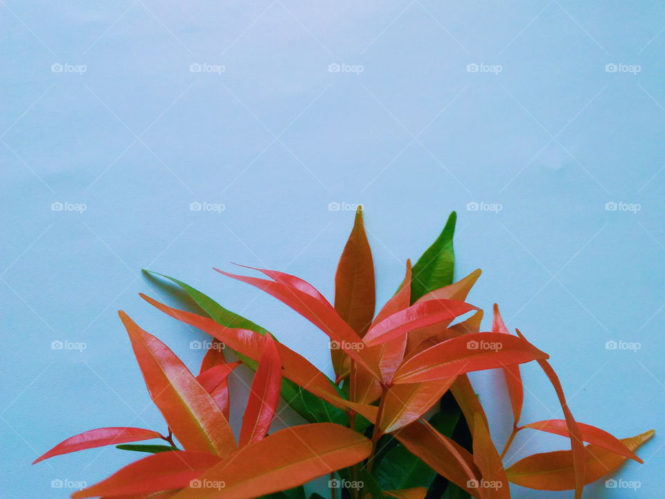 Beauty of red bud leaves