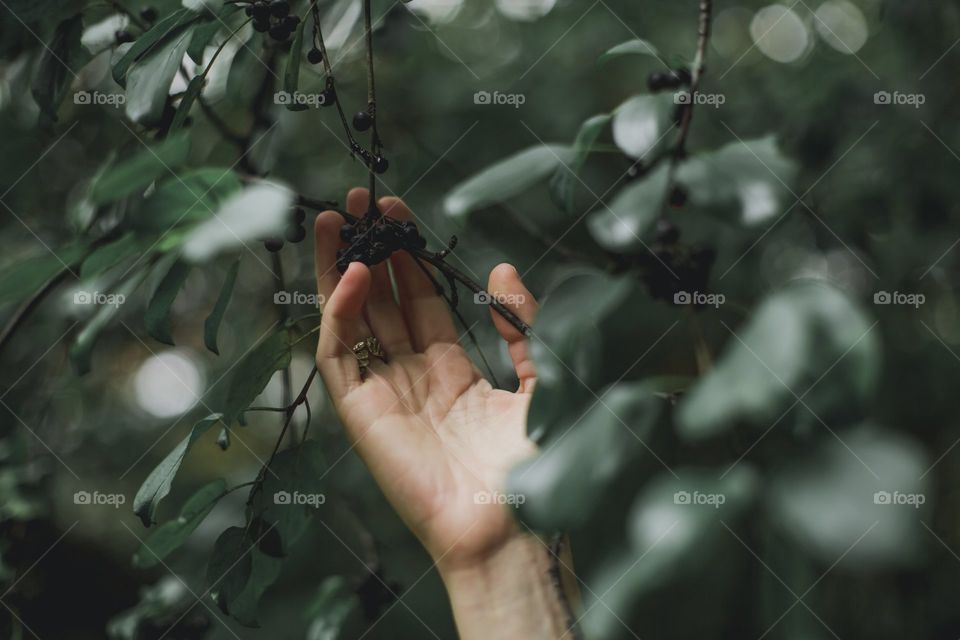 hand grab tree berries