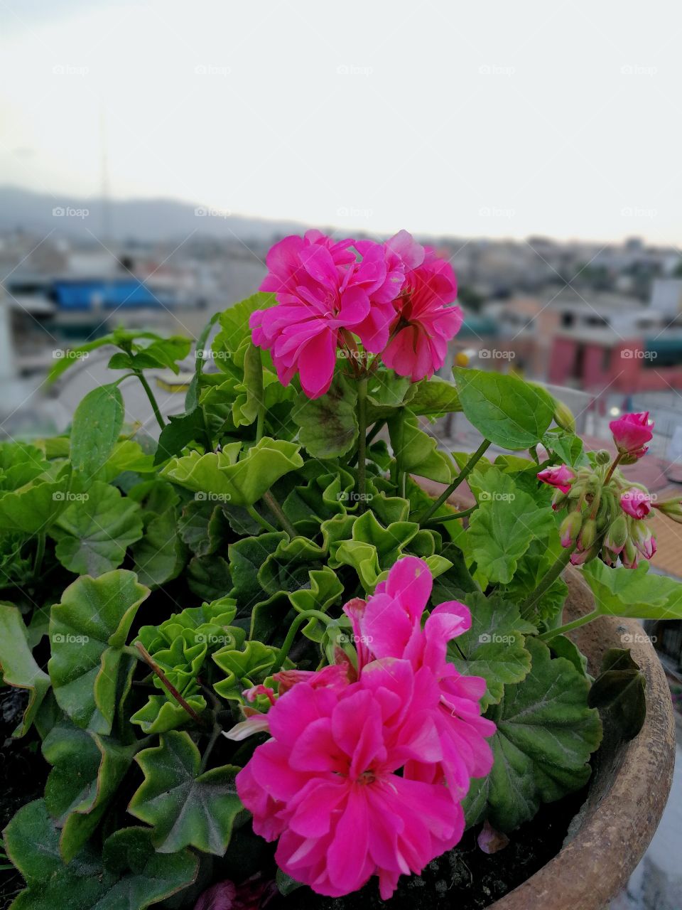 Arequipa, Peru. A flower that stands out in the city.